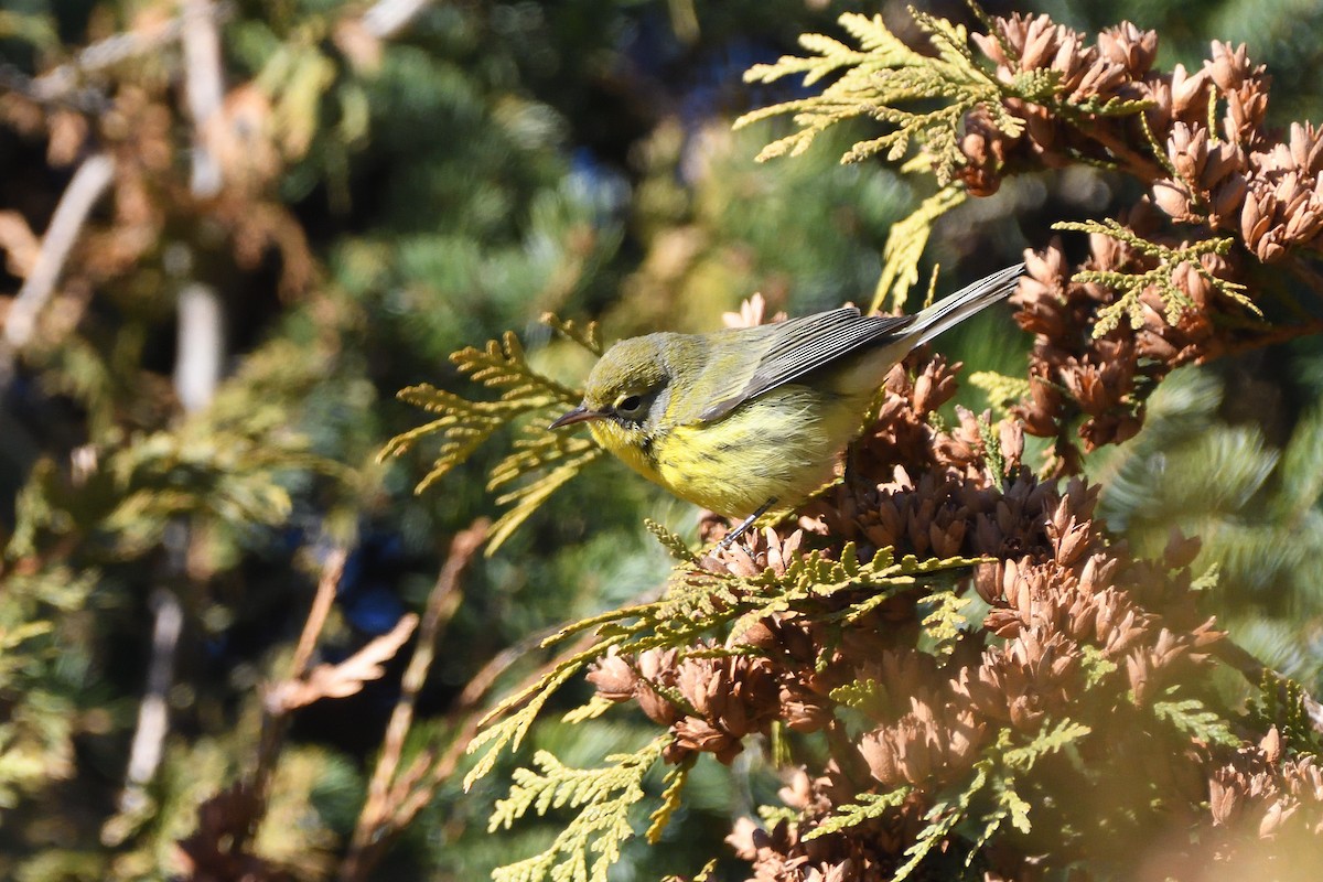 Prairie Warbler - ML645268588