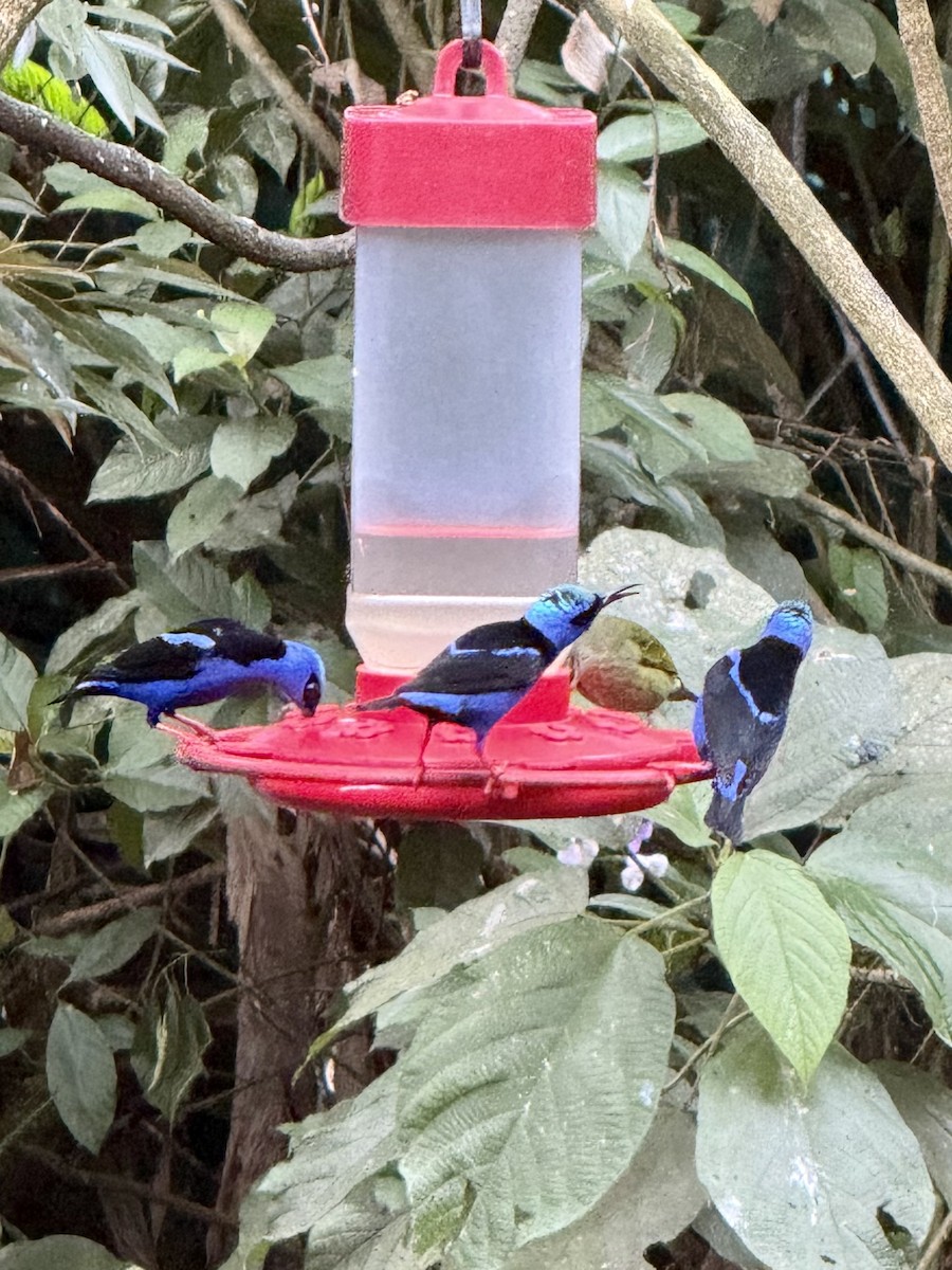 Red-legged Honeycreeper - ML645268595