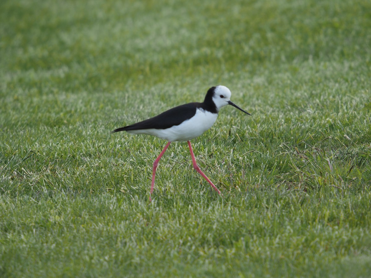 Pied Stilt - ML645268597