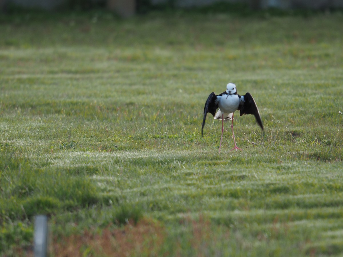 Pied Stilt - ML645268598