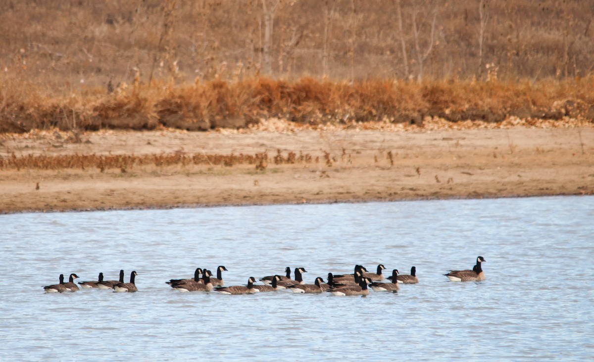 小加拿大雁 - ML645268599