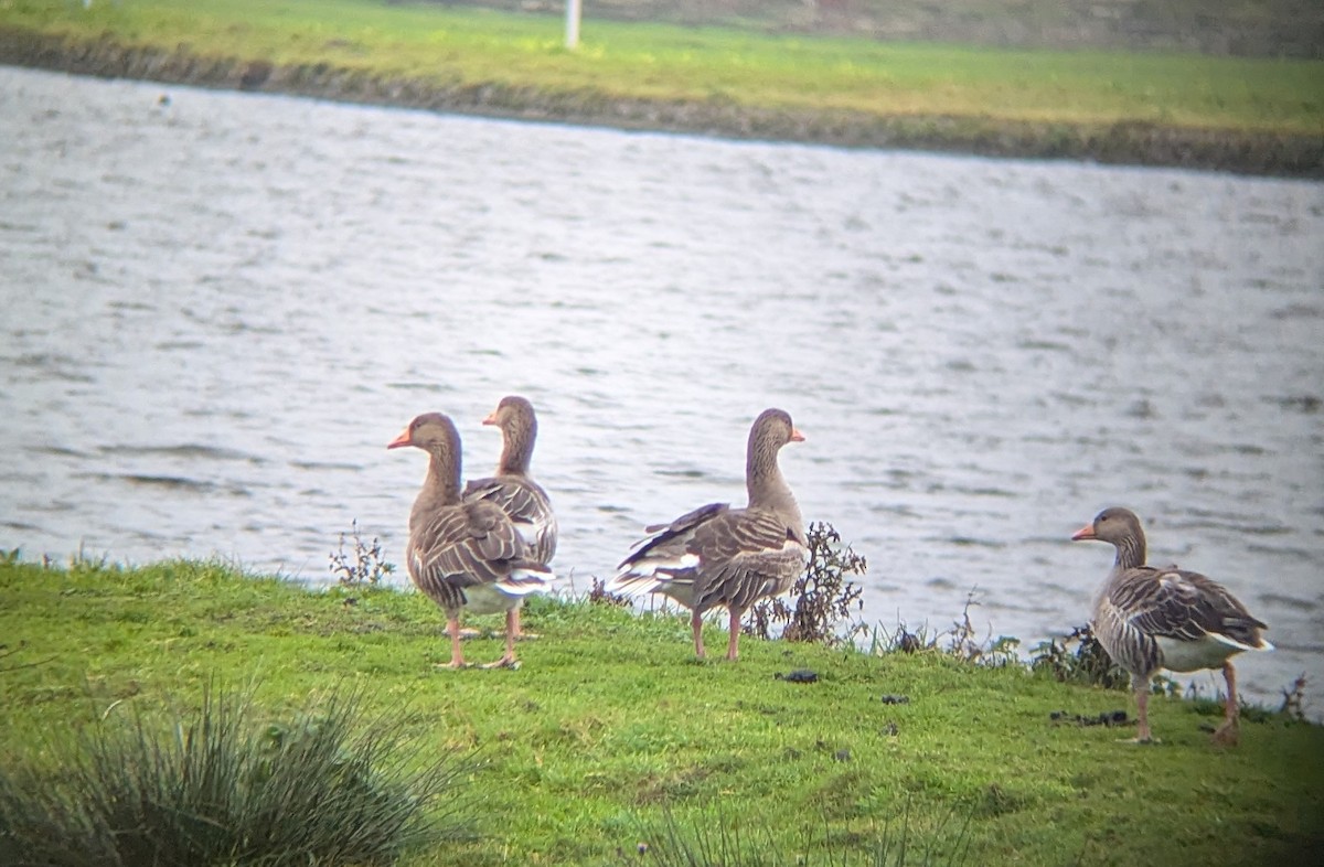 Graylag Goose - ML645268601