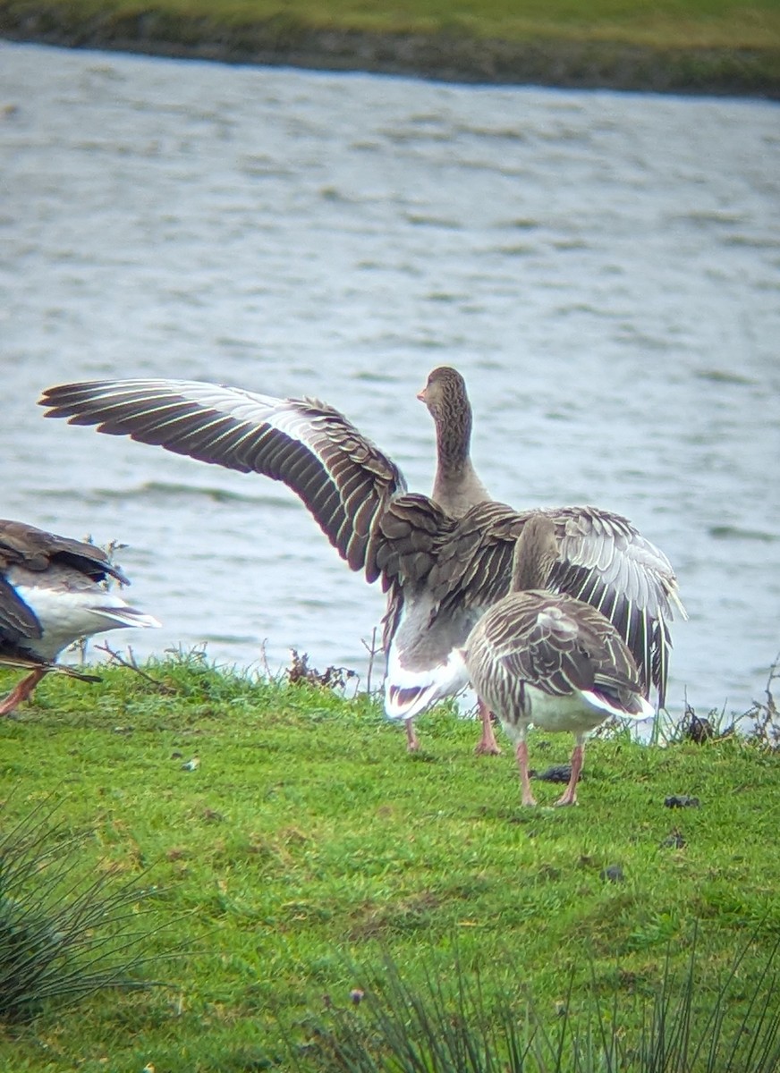 Graylag Goose - ML645268602