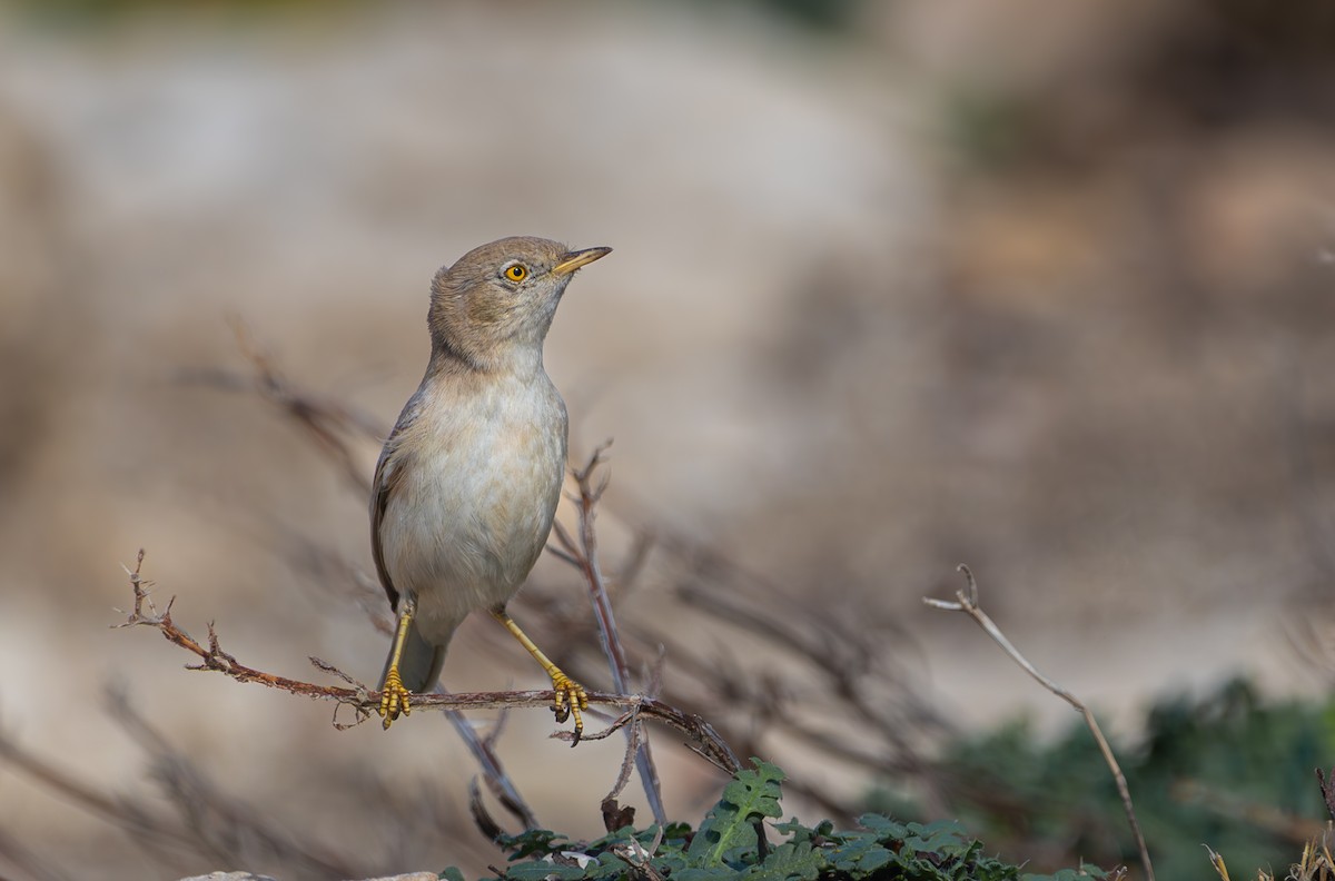 Asian Desert Warbler - ML645268603