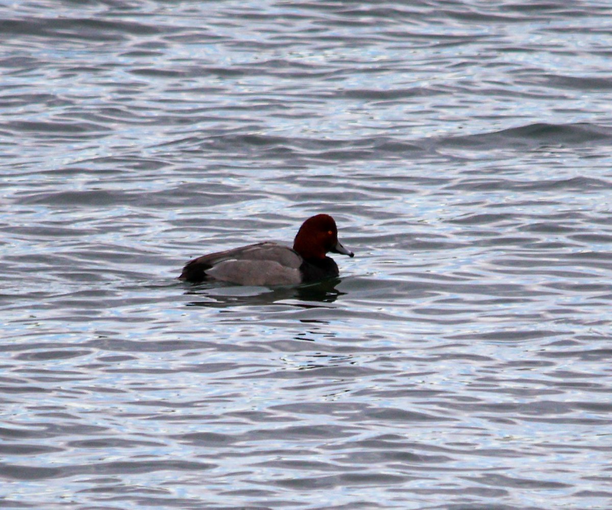Redhead - ML645268614