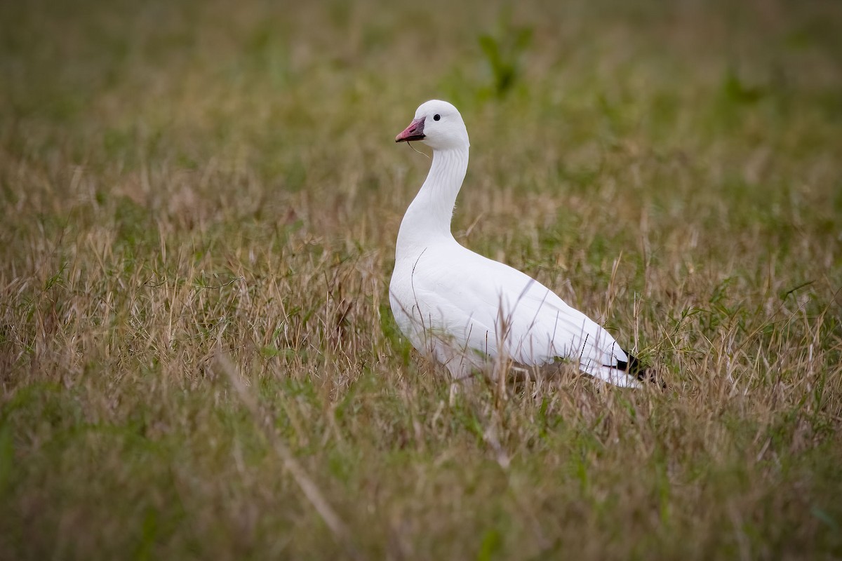 Ross's Goose - ML645268616