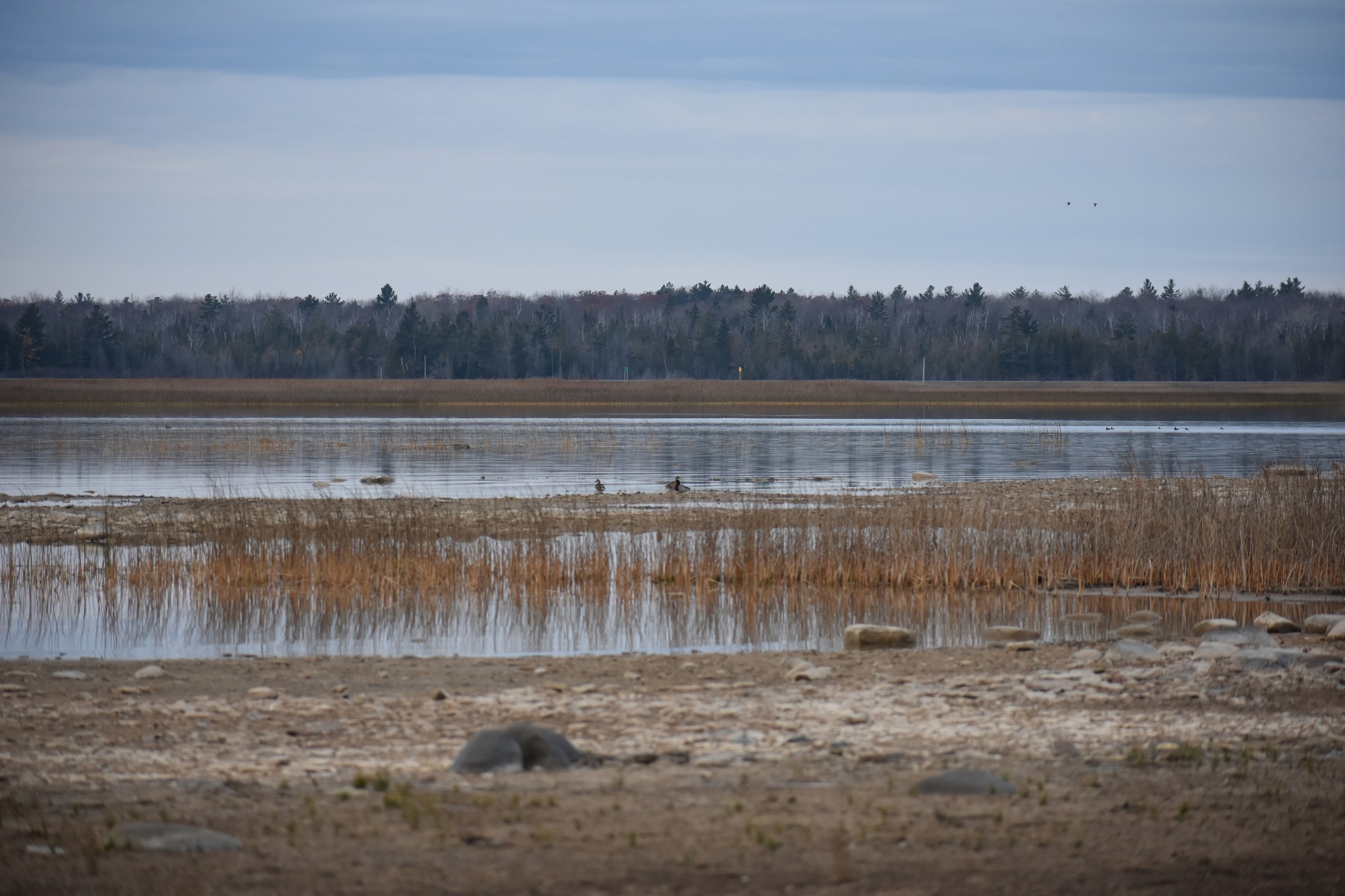 Partridge Point - Alpena, Michigan, US - Birding Hotspots