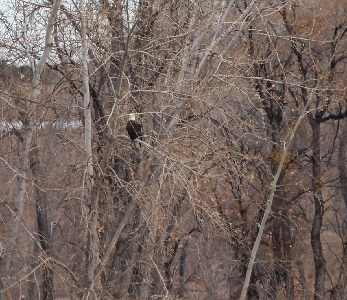 Bald Eagle - ML645268632
