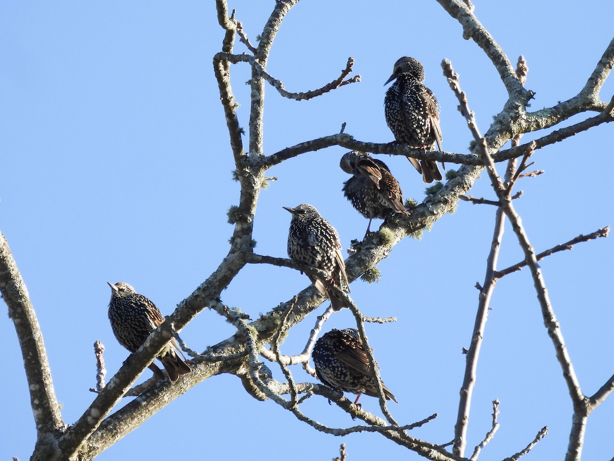 Шпак звичайний - ML645268637