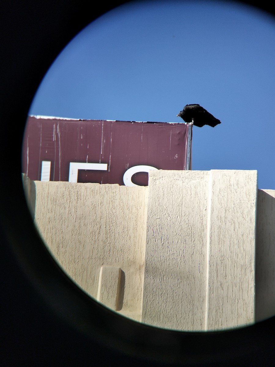 Rabengeier - ML645268638