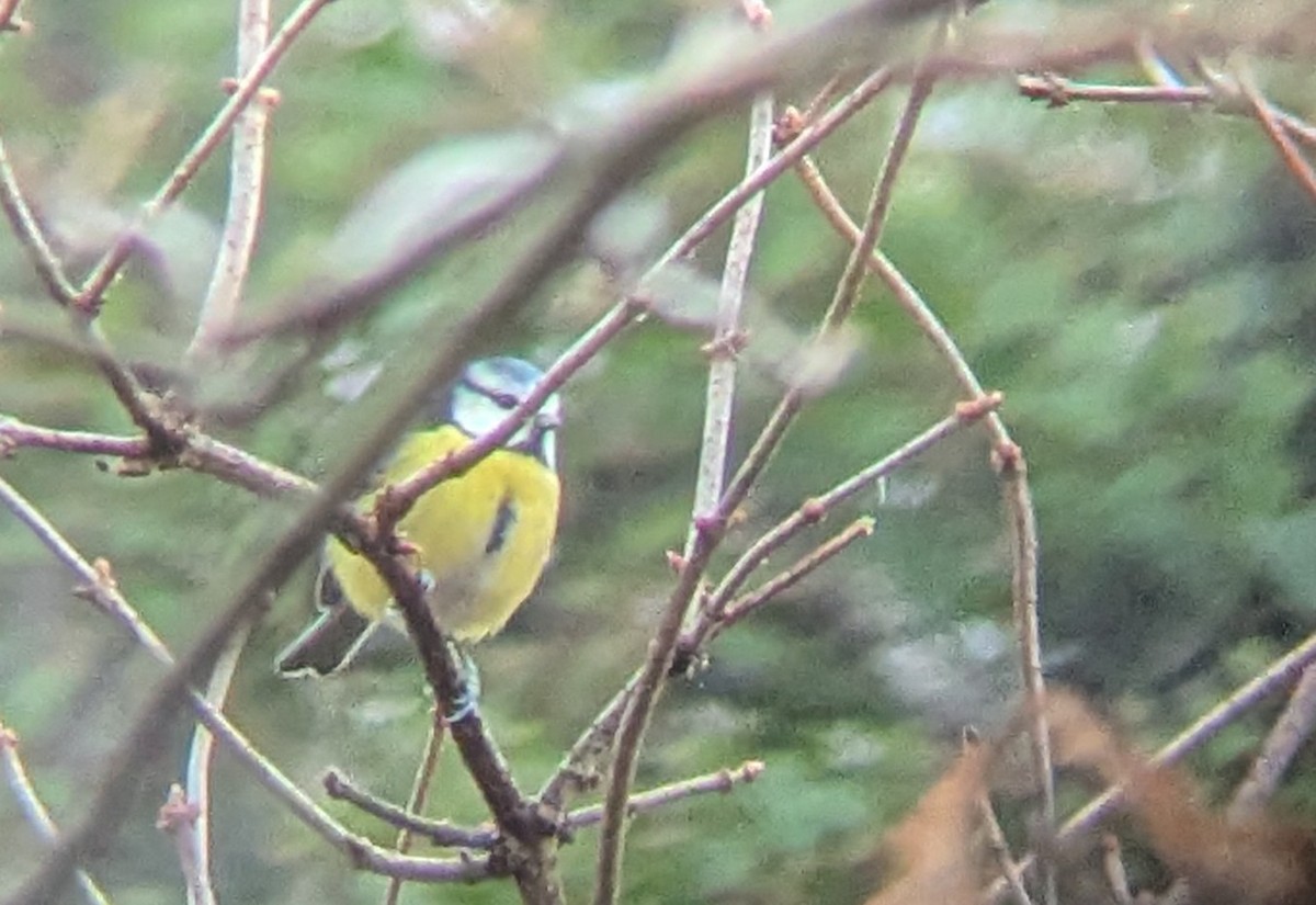 Herrerillo Común - ML645268645