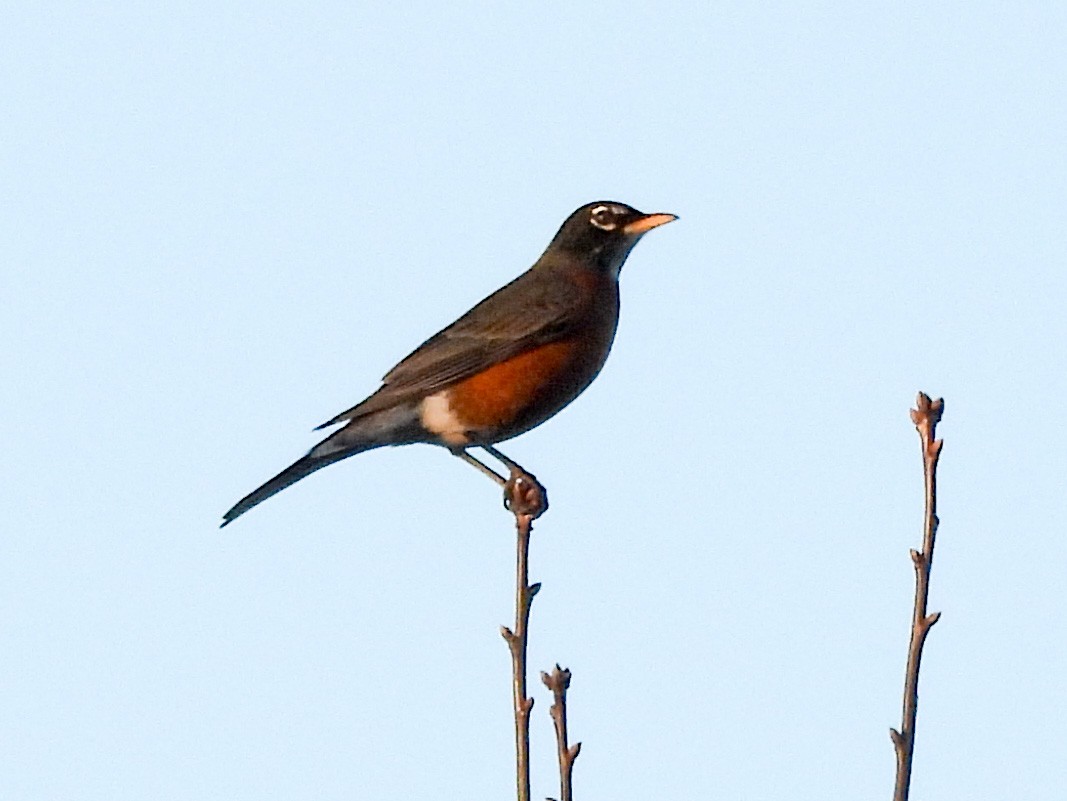 American Robin - ML645268646