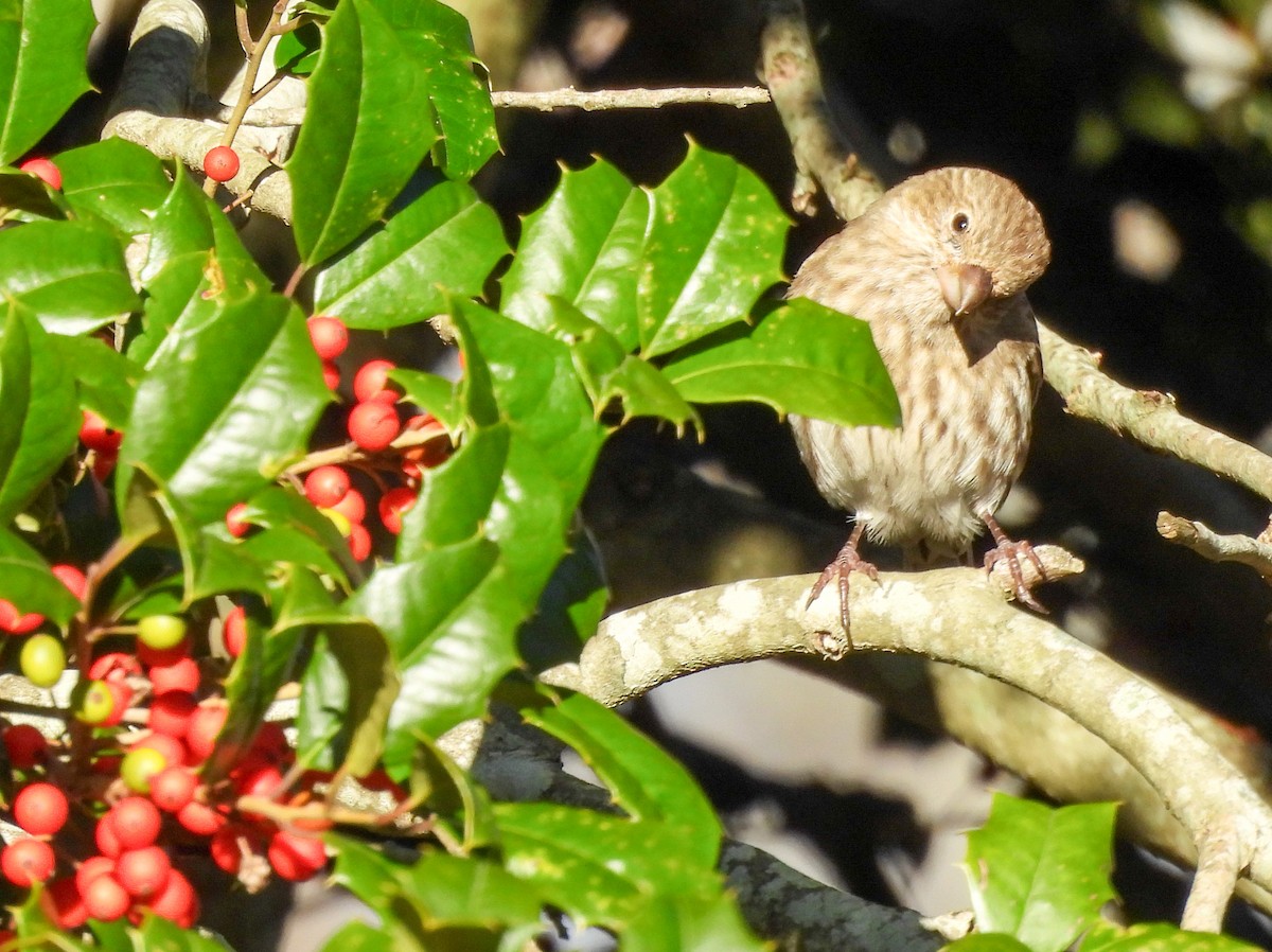 House Finch - ML645268657