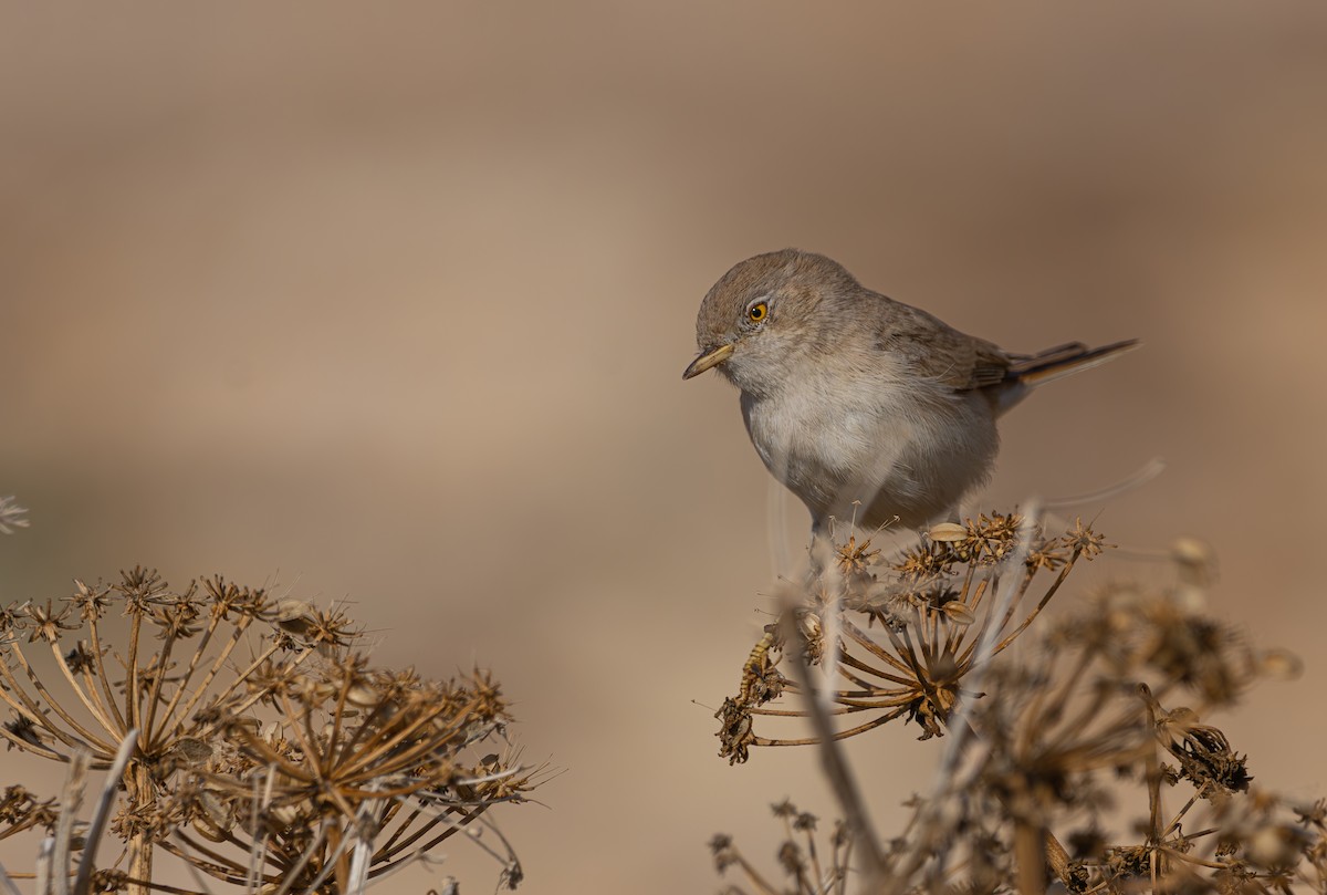 Asian Desert Warbler - ML645268659