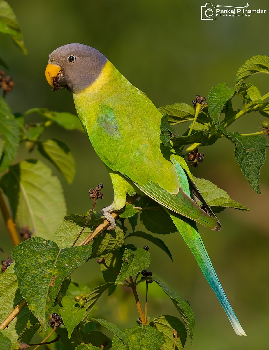 コセイインコ - ML645268660