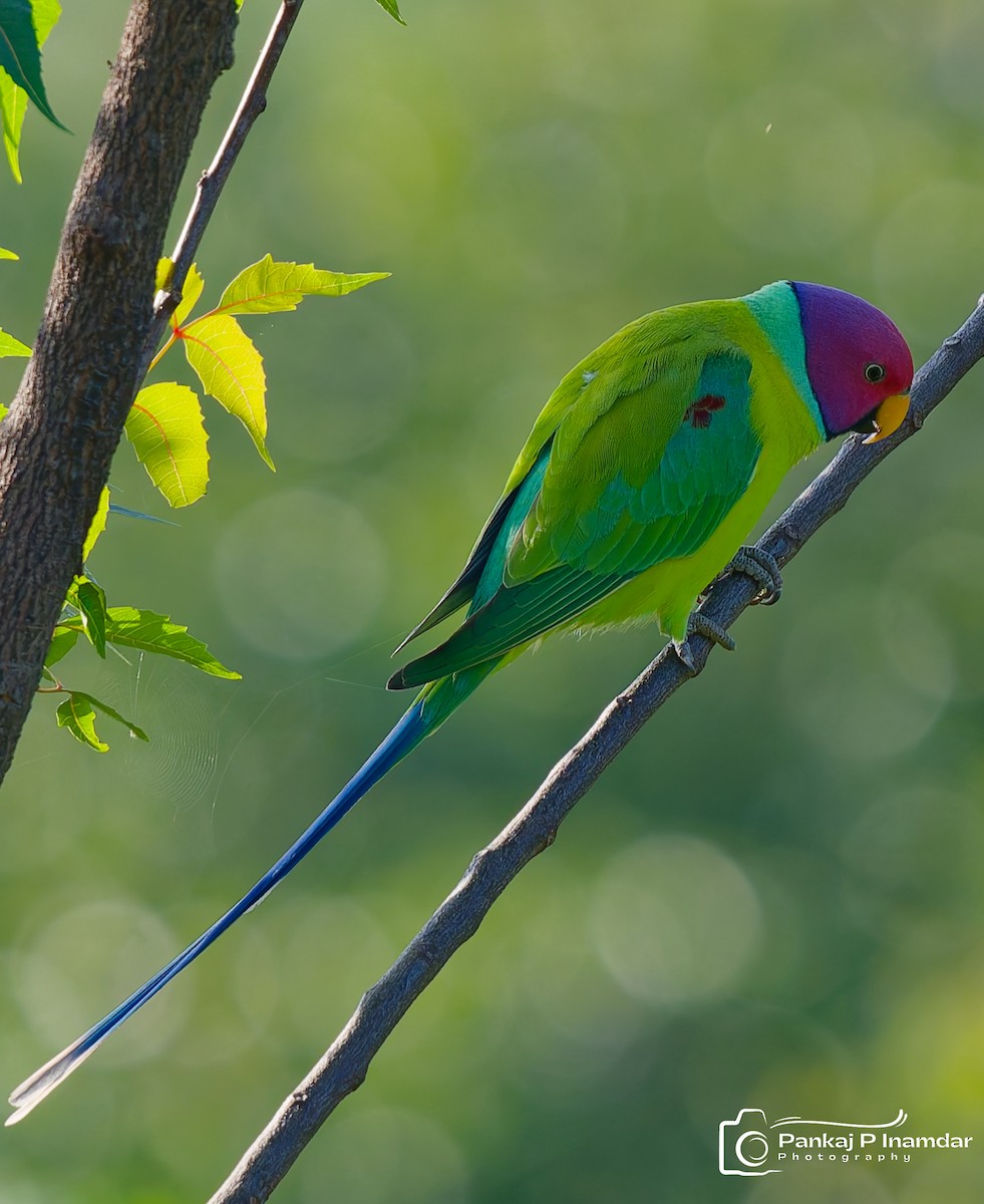 コセイインコ - ML645268663