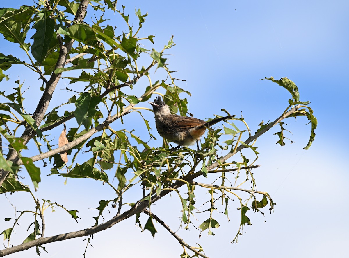 Sooty-headed Bulbul - ML645268675