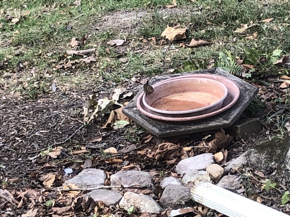 vintersmett - ML645268676