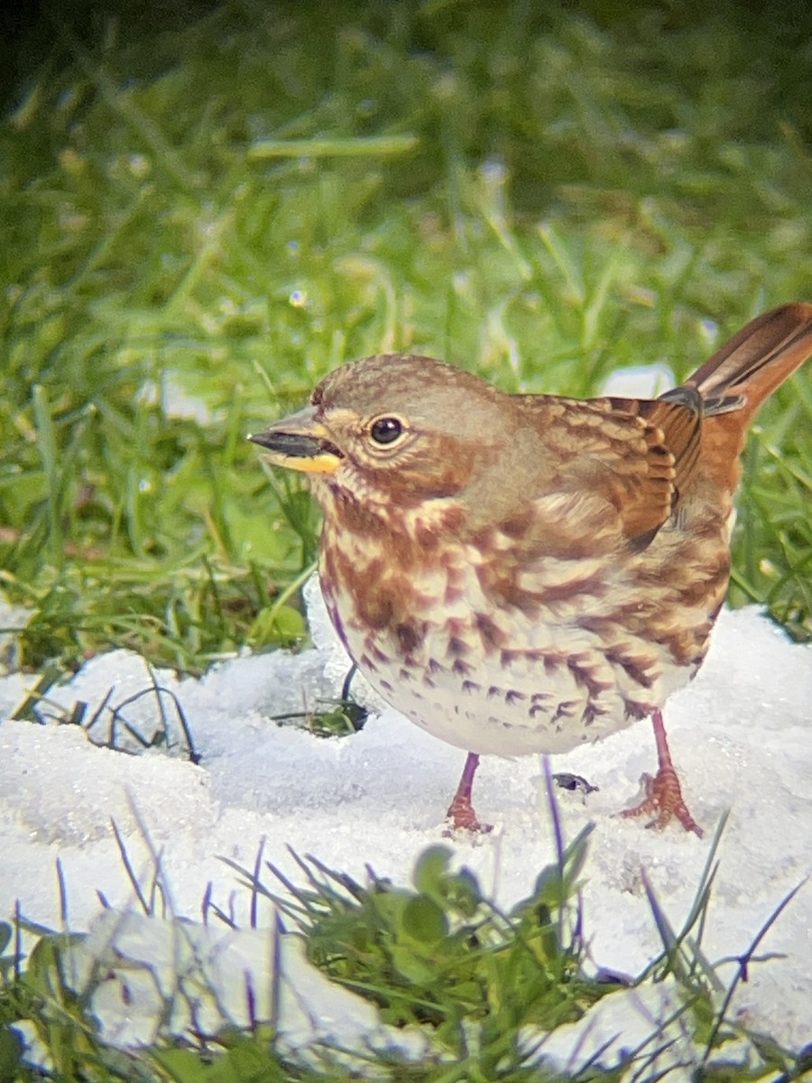 Fox Sparrow (Red) - ML645268677
