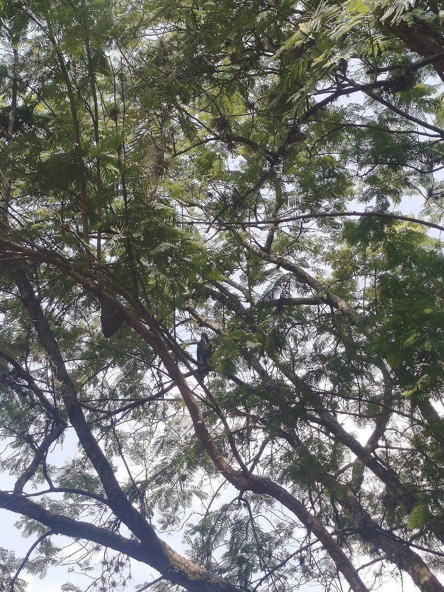 アカエリクマタカ - ML645268694