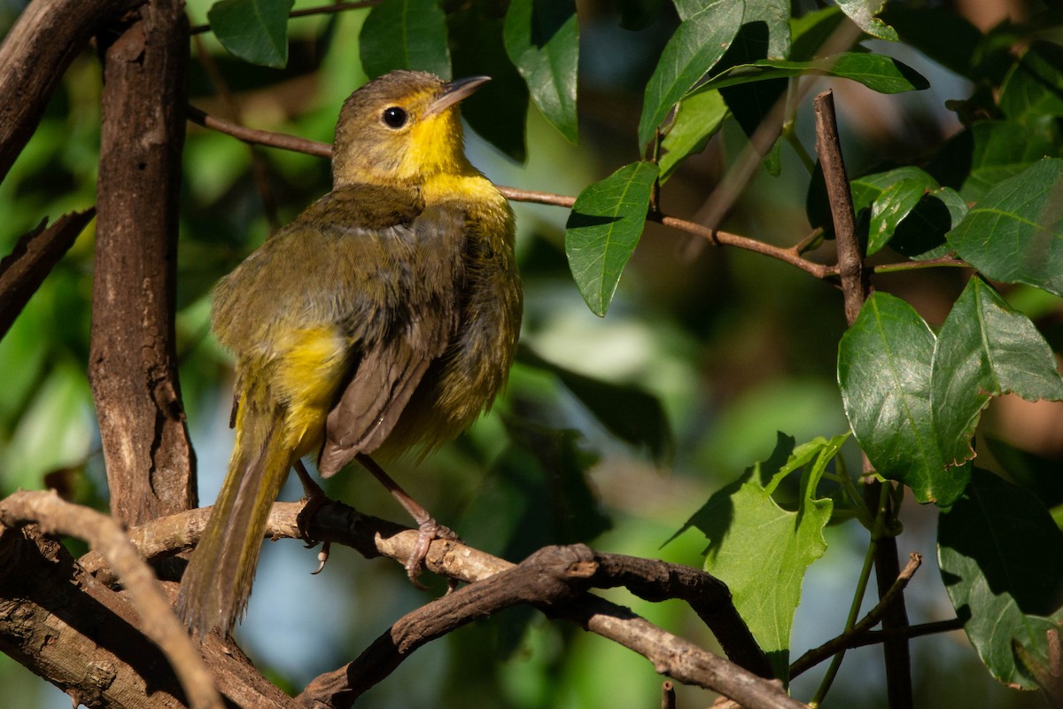 Paruline voilée - ML645268695