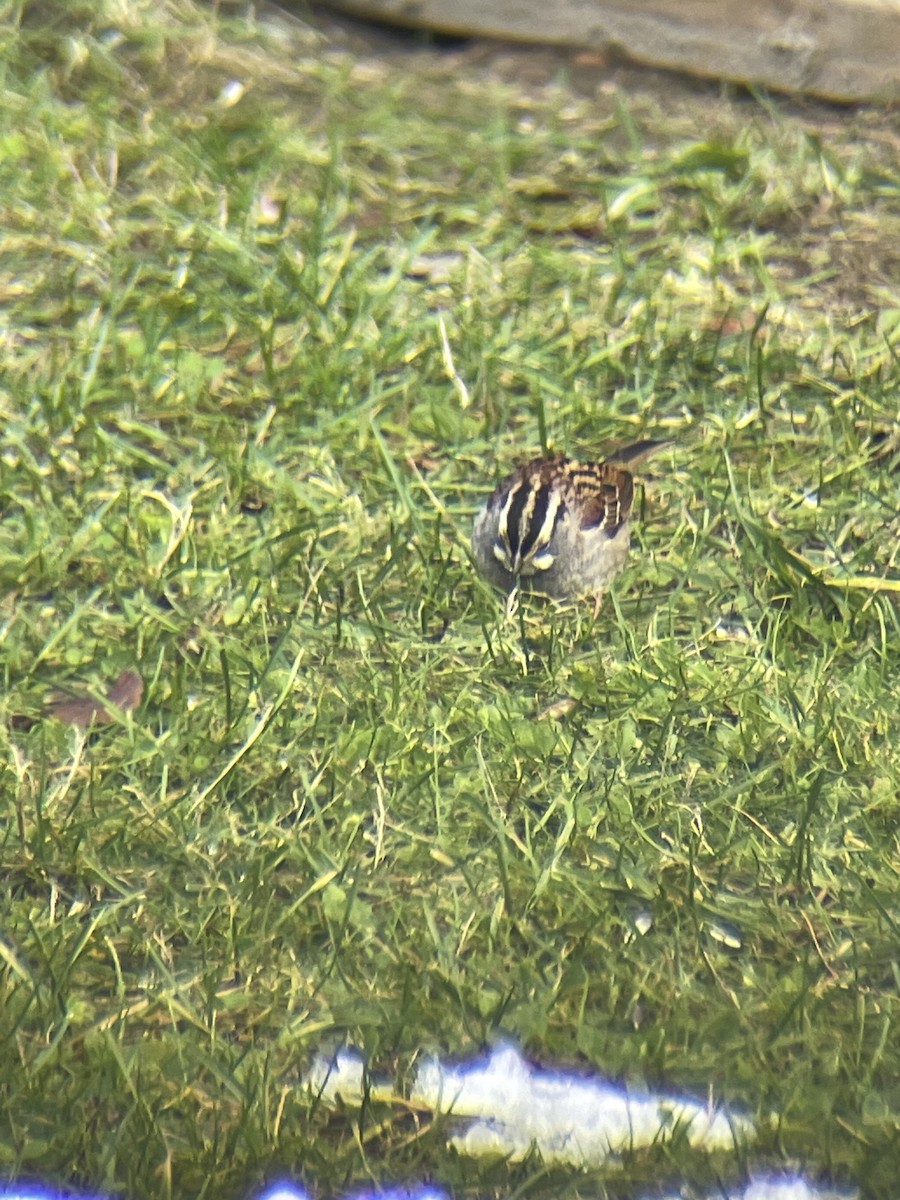 White-throated Sparrow - ML645268700
