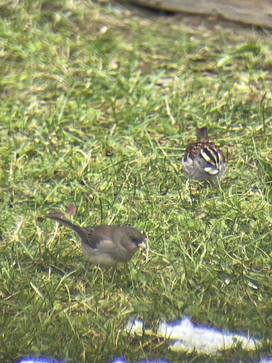 White-throated Sparrow - ML645268701