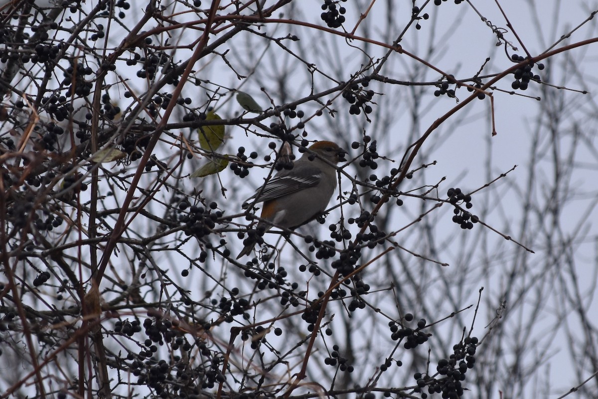 Pine Grosbeak - ML645268718