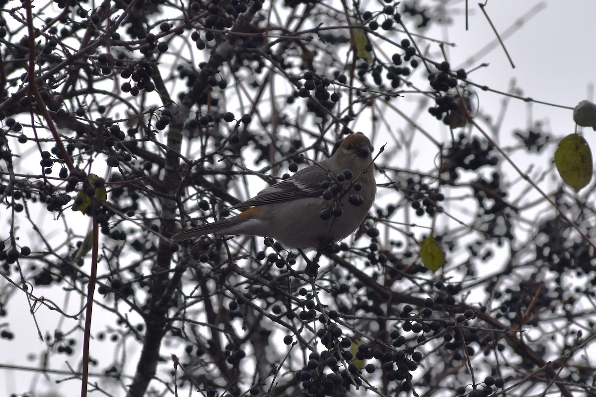 Pine Grosbeak - ML645268719