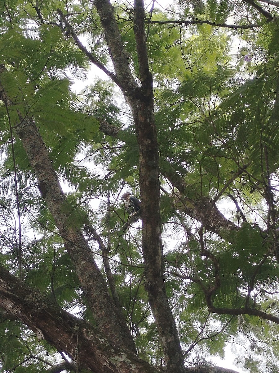 アカエリクマタカ - ML645268723