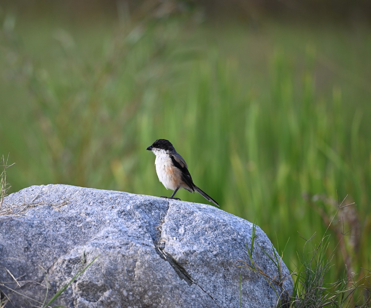 Long-tailed Shrike - ML645268727