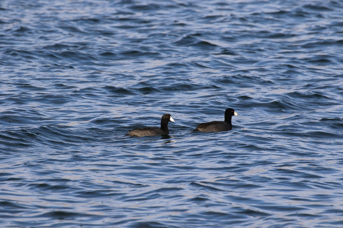 American Coot - ML645268728