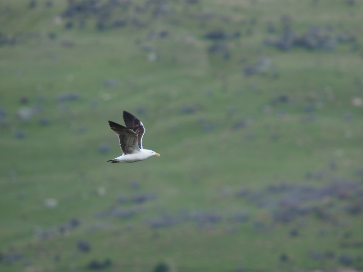 Kelp Gull - ML645268733