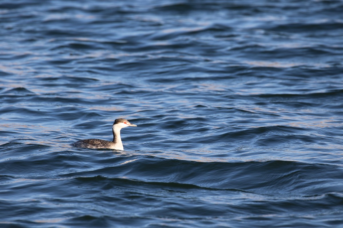 Horned Grebe - ML645268738