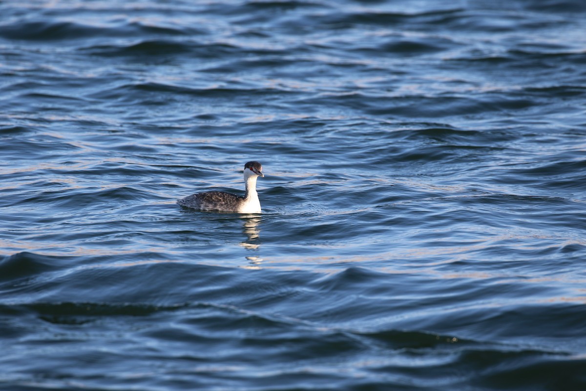Horned Grebe - ML645268739