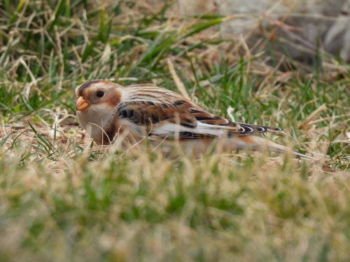Snow Bunting - ML645268743