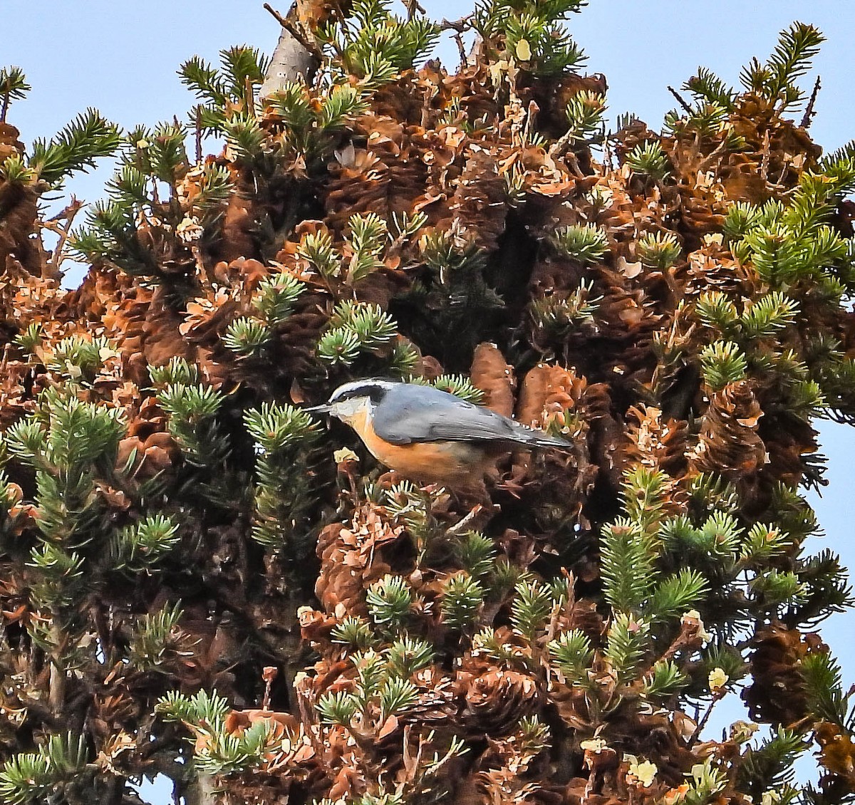 Red-breasted Nuthatch - ML645268746