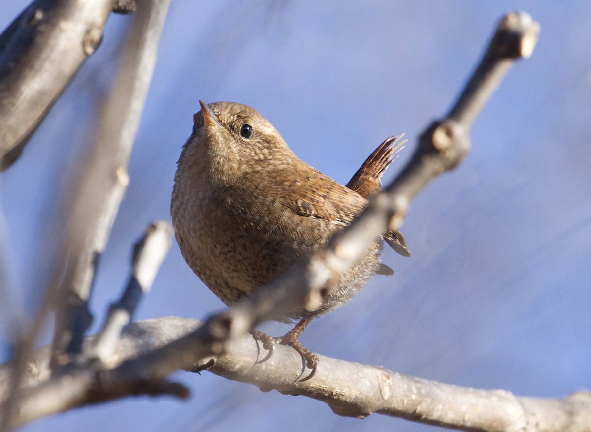 vintersmett - ML645268747