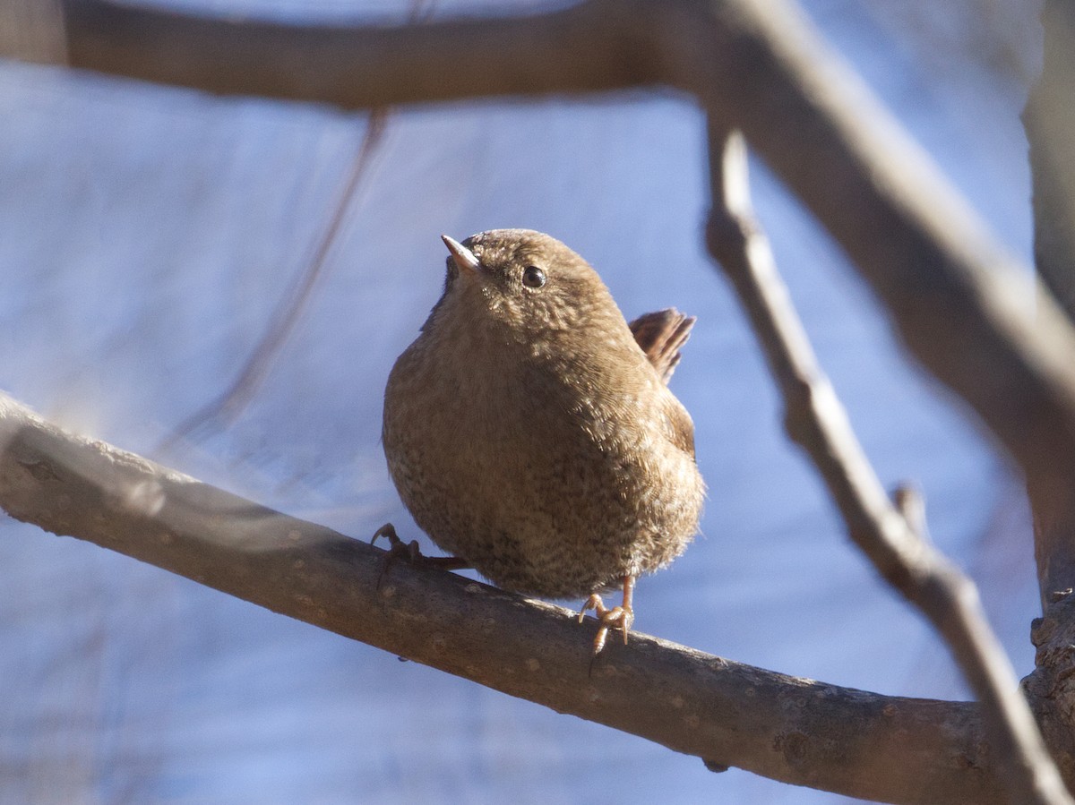 vintersmett - ML645268748