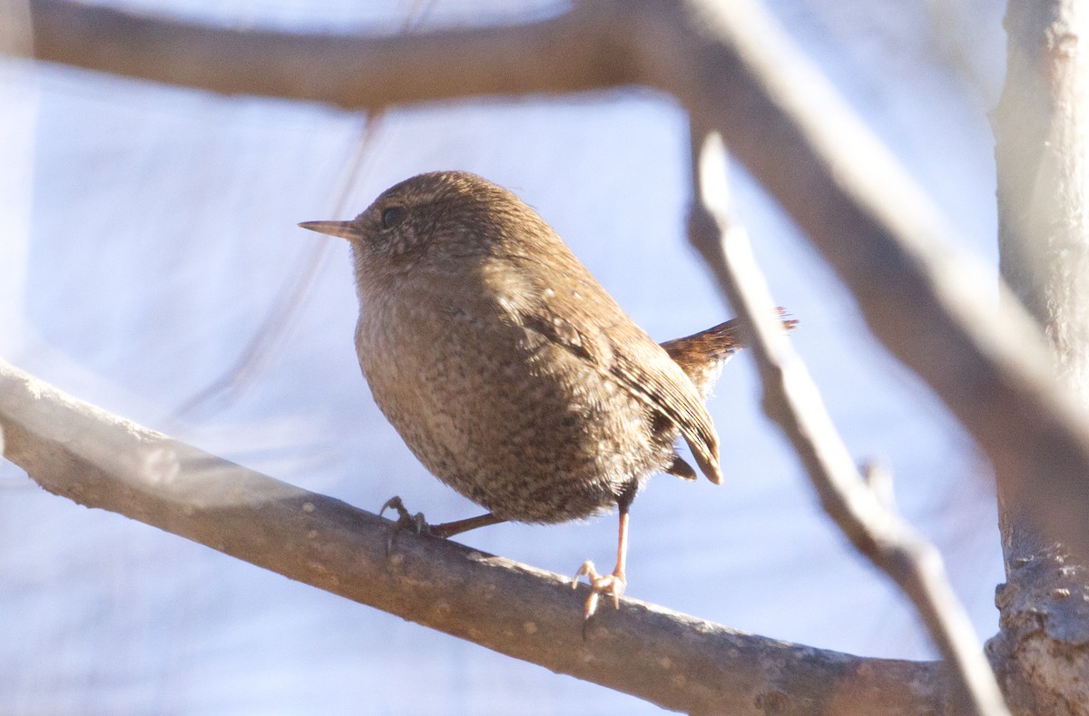 vintersmett - ML645268749