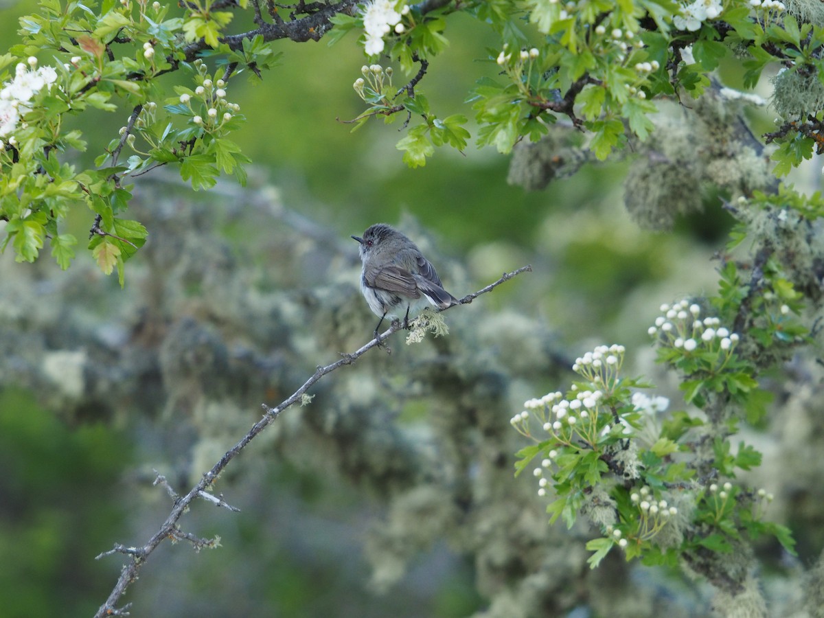 Gray Gerygone - ML645268754