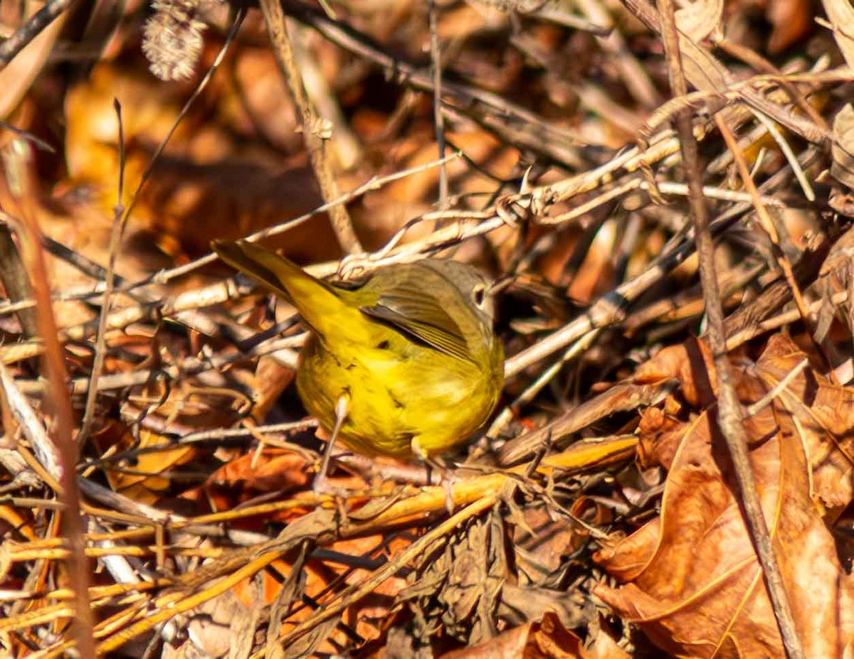 MacGillivray's Warbler - ML645268755