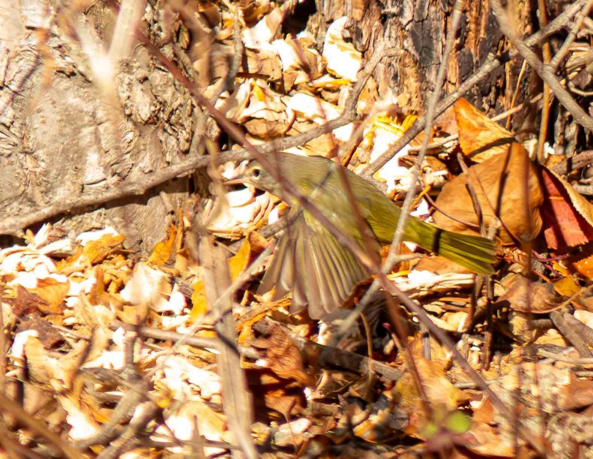 MacGillivray's Warbler - ML645268756