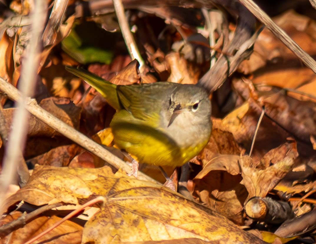 MacGillivray's Warbler - ML645268757