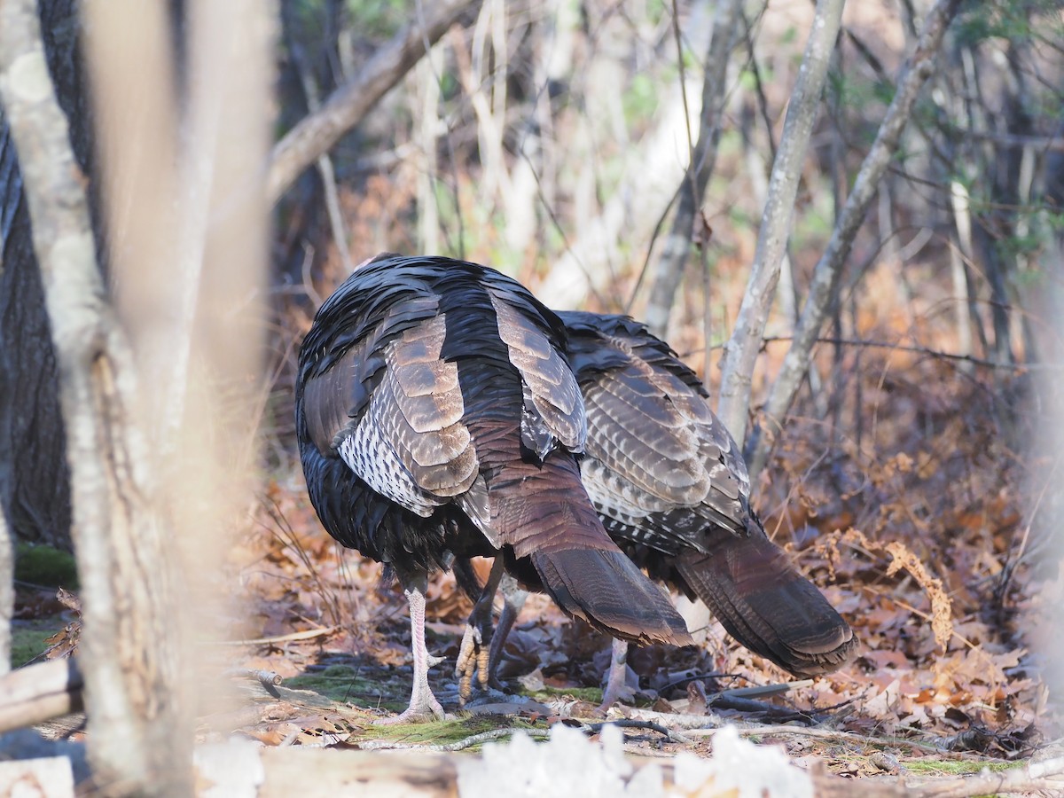 Tacchino selvatico - ML645268767