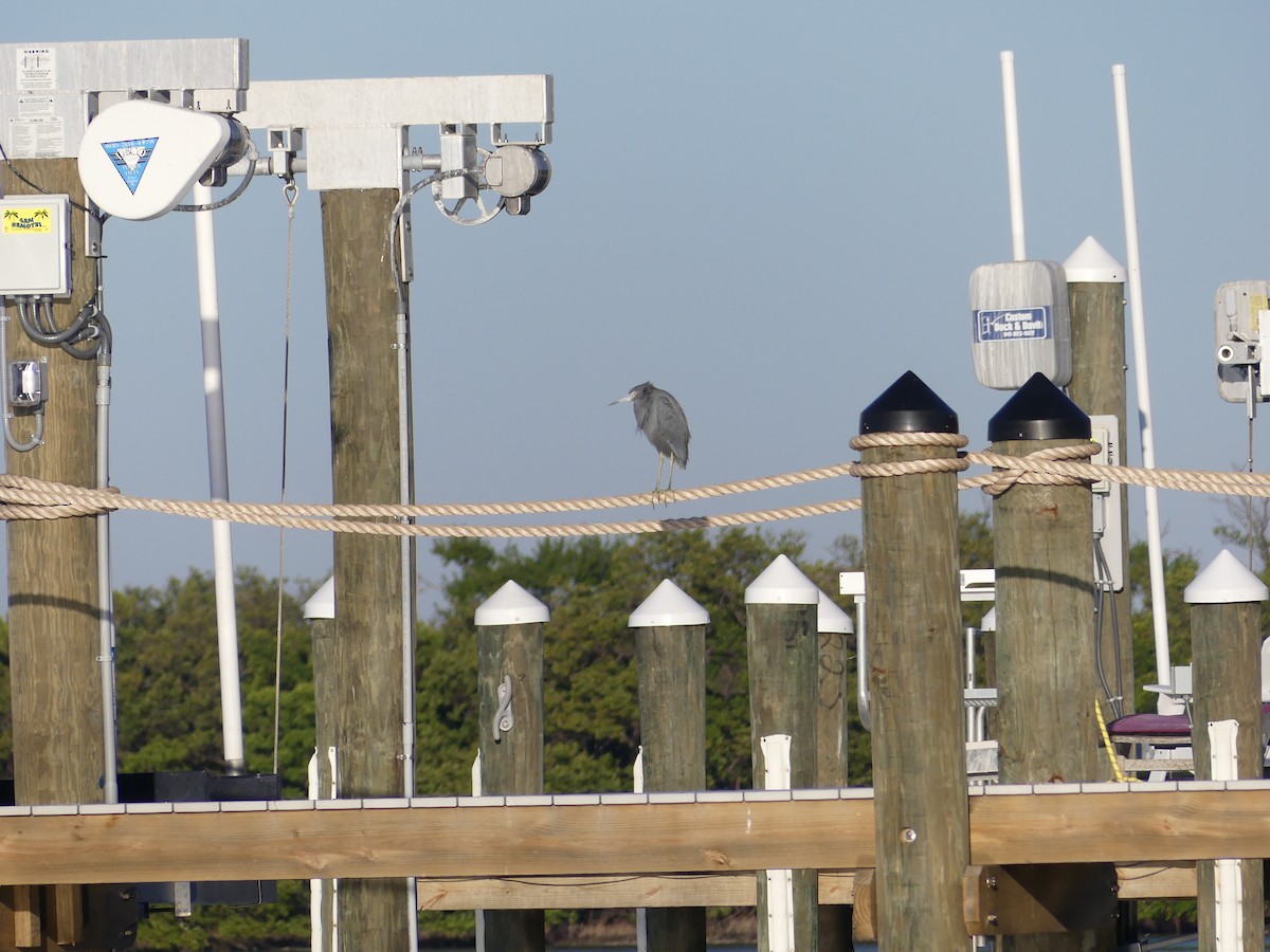 Aigrette bleue - ML645268768