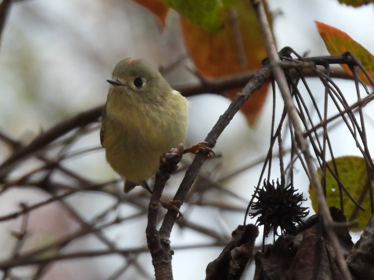 Ruby-crowned Kinglet - ML645268775