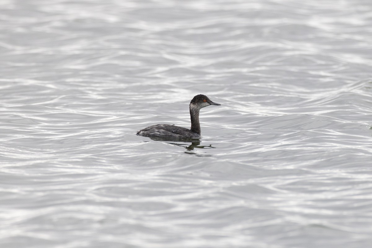 Grèbe à cou noir - ML645268779