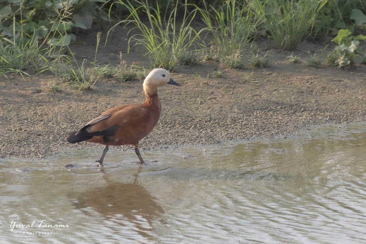 Ruddy Shelduck - ML645268780