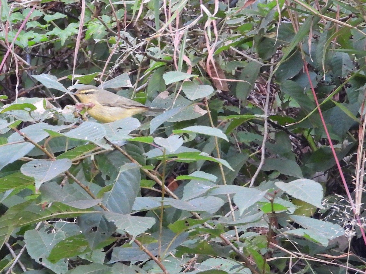 Tickell Çıvgını - ML645268781